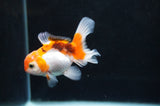 Baby Thai Oranda  Tricolor 3 Inch (ID#404TPTA-83) Free2Day SHIPPING