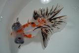 Butterfly  Calico 5 Inch (ID#1004B8b-13) Free2Day SHIPPING