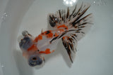 Butterfly  Calico 5 Inch (ID#1004B8b-13) Free2Day SHIPPING