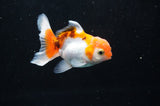 Baby Thai Oranda  Tricolor 3 Inch (ID#404TPTA-83) Free2Day SHIPPING