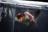 Baby Thai Oranda  Tricolor 3.5 Inch (ID#1213ToPTA-19) Free2Day SHIPPING