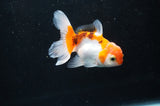 Baby Thai Oranda  Tricolor 3 Inch (ID#404TPTA-83) Free2Day SHIPPING