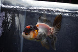 Baby Thai Oranda  Tricolor 3.5 Inch (ID#1213ToPTA-19) Free2Day SHIPPING