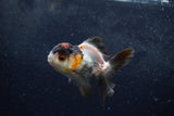 Baby Thai Oranda  Tricolor 3.5 Inch (ID#1213ToPTA-19) Free2Day SHIPPING