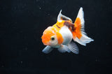 Baby Thai Oranda  Tricolor 3 Inch (ID#404TPTA-83) Free2Day SHIPPING