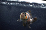 Baby Thai Oranda  Tricolor 3.5 Inch (ID#1213ToPTA-19) Free2Day SHIPPING