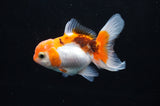 Baby Thai Oranda  Tricolor 3 Inch (ID#404TPTA-83) Free2Day SHIPPING