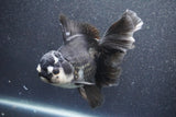 Thai Oranda  Panda 6 Inch (ID#1015To6b-104)