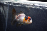 Baby Thai Oranda  Tricolor 3.5 Inch (ID#1213ToPTA-19) Free2Day SHIPPING