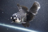 Thai Oranda  Panda 6 Inch (ID#1015To6b-104)