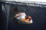 Baby Thai Oranda  Tricolor 3.5 Inch (ID#1213ToPTA-19) Free2Day SHIPPING