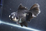 Thai Oranda  Panda 6 Inch (ID#1015To6c-104)