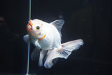 Thai Oranda  Tricolor 5 Inch (ID#1008R12c-116) Free2Day SHIPPING