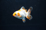 Baby Thai Oranda  Tricolor 2.5 Inch (ID#404TPTA-84) Free2Day SHIPPING