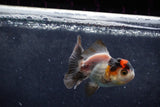 Baby Thai Oranda  Tricolor 3.5 Inch (ID#1213ToPTA-19) Free2Day SHIPPING