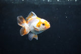 Baby Thai Oranda  Tricolor 2.5 Inch (ID#404TPTA-84) Free2Day SHIPPING