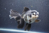 Thai Oranda  Panda 6 Inch (ID#1015To6b-104)