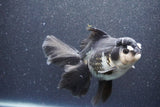 Thai Oranda  Panda 6 Inch (ID#1015To6b-104)