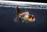 Baby Thai Oranda  Tricolor 3.5 Inch (ID#1213ToPTA-19) Free2Day SHIPPING