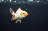 Baby Thai Oranda  Tricolor 2.5 Inch (ID#404TPTA-84) Free2Day SHIPPING
