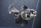 Thai Oranda  Panda 6 Inch (ID#1015To6b-104)