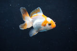 Baby Thai Oranda  Tricolor 2.5 Inch (ID#404TPTA-84) Free2Day SHIPPING