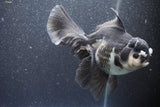 Thai Oranda  Panda 6 Inch (ID#1015To6c-104)