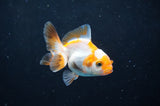Baby Thai Oranda  Tricolor 2.5 Inch (ID#404TPTA-84) Free2Day SHIPPING