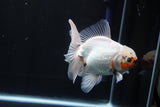 Thai Oranda  Tricolor 5 Inch (ID#1008R12c-116) Free2Day SHIPPING