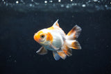 Baby Thai Oranda  Tricolor 2.5 Inch (ID#404TPTA-84) Free2Day SHIPPING