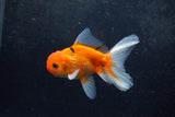 Baby Thai Oranda  Sakura 4 Inch (ID#1213ToPTA-20) Free2Day SHIPPING