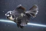 Thai Oranda  Panda 6 Inch (ID#1015To6c-104)