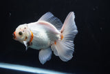 Thai Oranda  Tricolor 5 Inch (ID#1008R12c-116) Free2Day SHIPPING