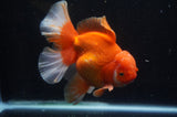 Thai Oranda  Red White 6 Inch (ID#304To7b-115)