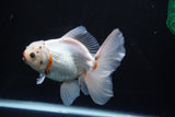 Thai Oranda  Tricolor 5 Inch (ID#1008R12c-116) Free2Day SHIPPING