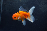 Baby Thai Oranda  Sakura 4 Inch (ID#1213ToPTA-20) Free2Day SHIPPING