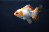 Baby Thai Oranda  Tricolor 2.5 Inch (ID#404TPTA-84) Free2Day SHIPPING