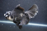 Thai Oranda  Panda 6 Inch (ID#1015To6c-104)