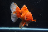 Thai Oranda  Red White 6 Inch (ID#304To7b-115)