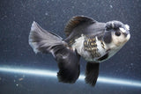 Thai Oranda  Panda 6 Inch (ID#1015To6c-104)