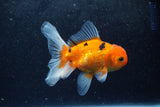 Baby Thai Oranda  Sakura 4 Inch (ID#1213ToPTA-20) Free2Day SHIPPING