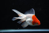 Ryukin  Red White 4.5 Inch (ID#1108Ry7a-3) Free2Day SHIPPING