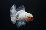 Thai Oranda  Tricolor 5 Inch (ID#1008R12c-116) Free2Day SHIPPING