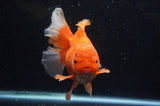 Thai Oranda  Red White 6 Inch (ID#304To7b-115)