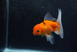 Baby Thai Oranda  Sakura 4 Inch (ID#1213ToPTA-20) Free2Day SHIPPING