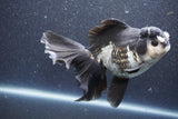 Thai Oranda  Panda 6 Inch (ID#1015To6c-104)