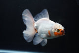 Thai Oranda  Tricolor 5 Inch (ID#1008R12c-116) Free2Day SHIPPING