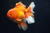Thai Oranda  Red White 6 Inch (ID#304To7b-115)