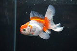 Baby Thai Oranda  Red White 3.5 Inch (ID#404TPTA-85) Free2Day SHIPPING