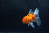 Baby Thai Oranda  Sakura 4 Inch (ID#1213ToPTA-20) Free2Day SHIPPING